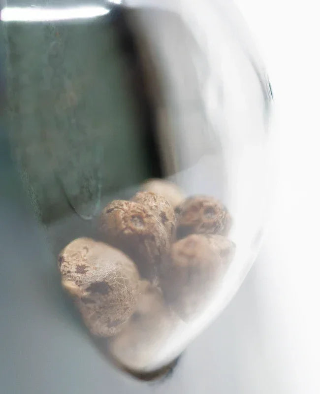 Nahaufnahme mehrerer American Dream Cannabissamen in einer transparenten Verpackung.