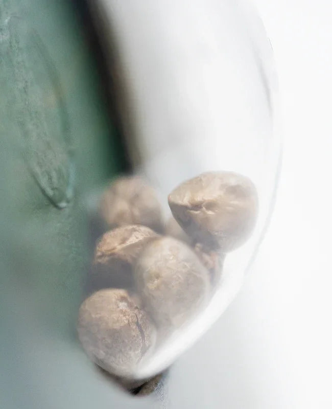 Nahaufnahme von mehreren Mr Nice G13 X Hash Plant Cannabissamen in transparenter Verpackung.