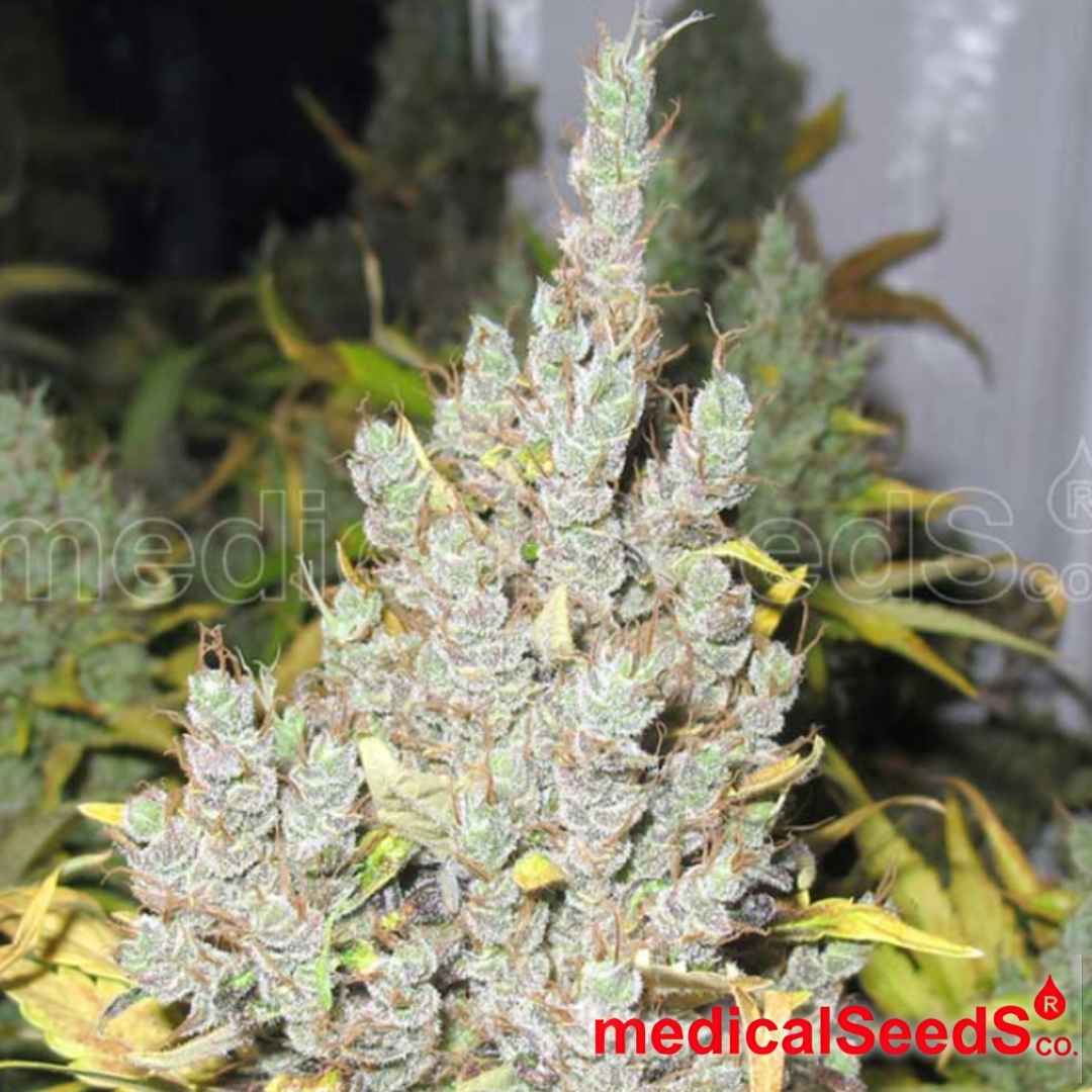Reife, harzige Cannabisblüte der Sorte 2046 mit dichter Bud-Struktur und starkem Trichombesatz
