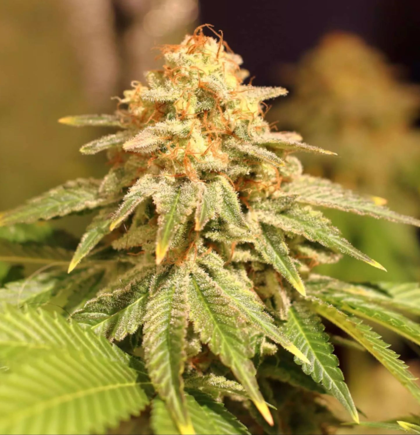 Kompakter Space Cookies Blütenstand mit kristallbedeckten Kelchen und gesunden, olivgrünen Blättern im Indoor-Setting.