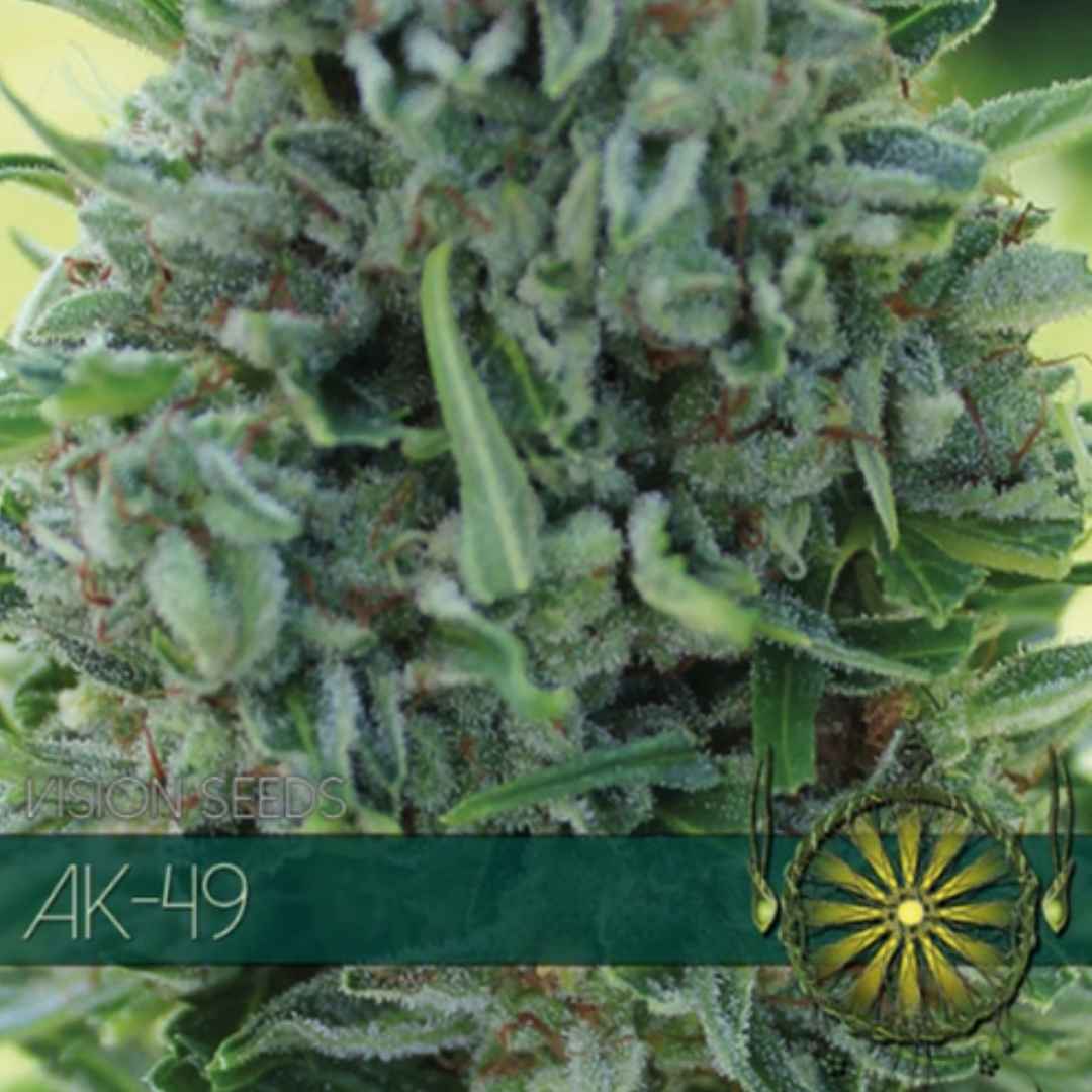 Kompakte AK-49 von Vision Seeds mit harzreicher Blüte und kräftigen grünen Zuckerblättern