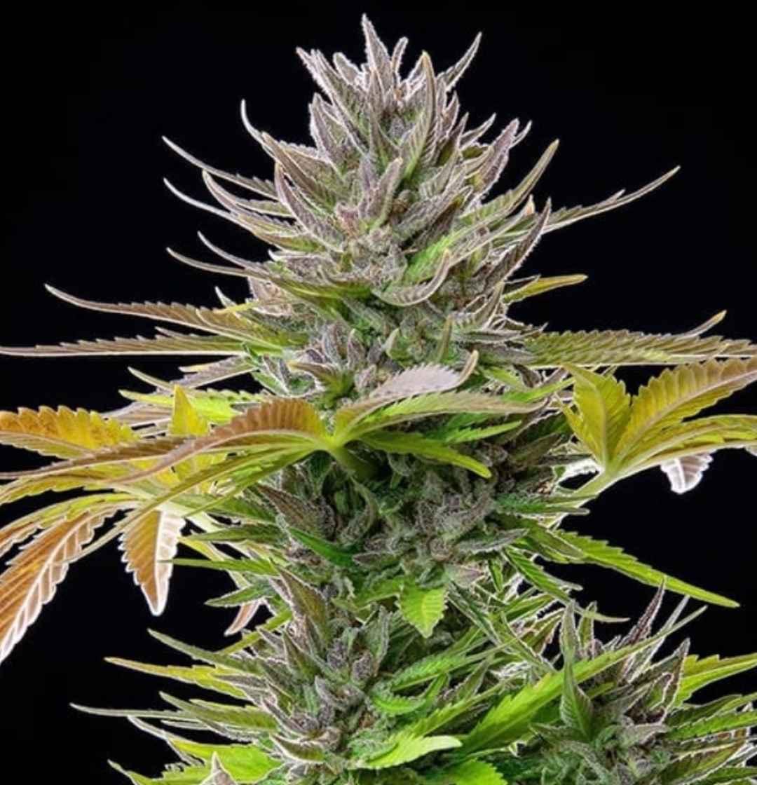 Reife AMG Amnesia Mac Ganja Pflanze mit violett-grünen Blättern und dichten, kristallisierten Buds.