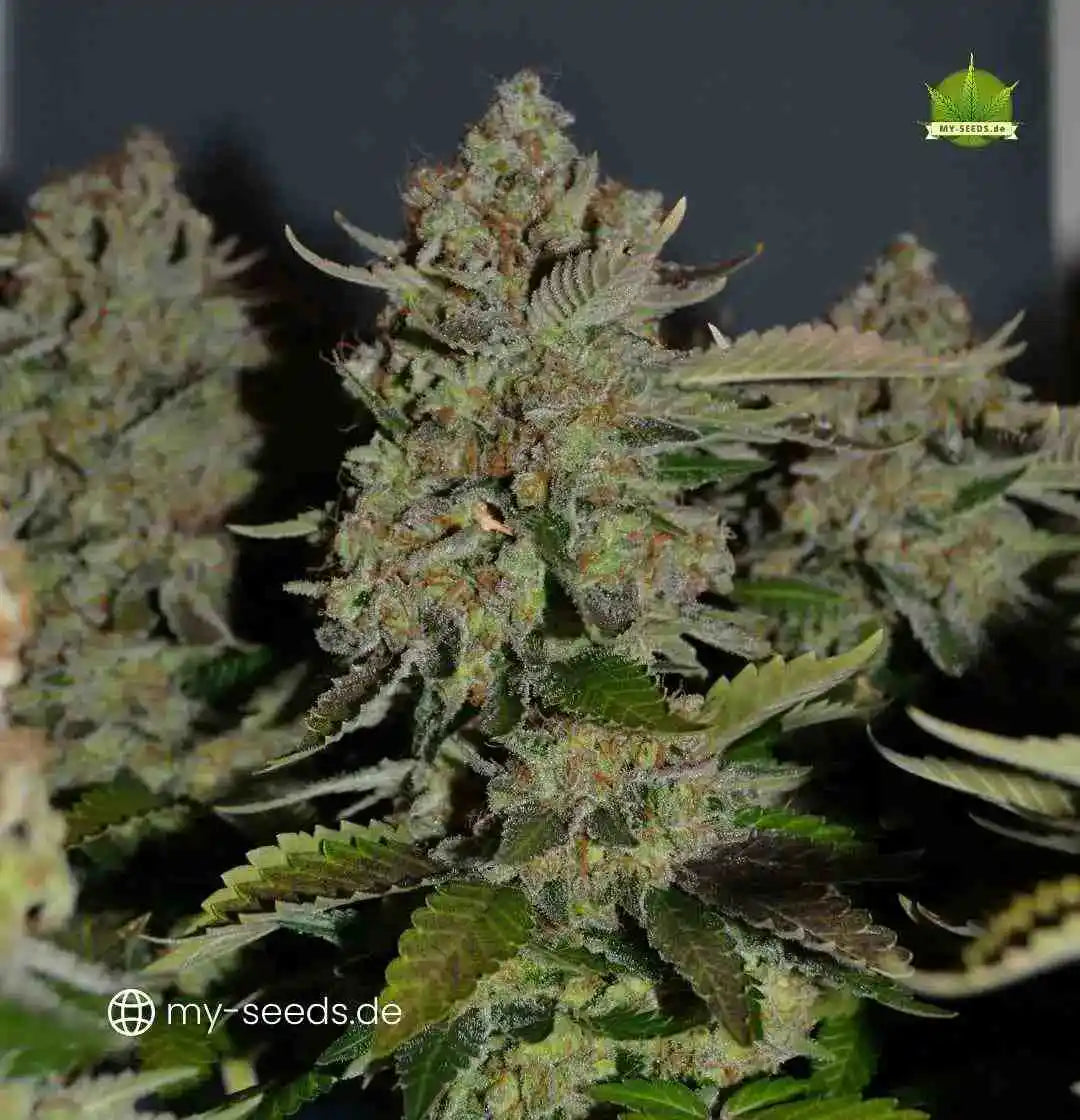 Reife Acid Cannabispflanze mit dichten, harzreichen Buds und leicht violetten Blattspitzen