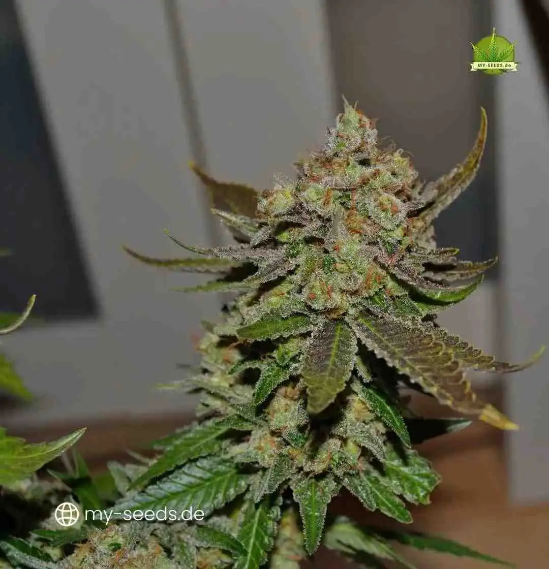 Acid Sorte mit kräftigen grünen Blättern und reifen, orange-getönten Blütenständen im Innenraum