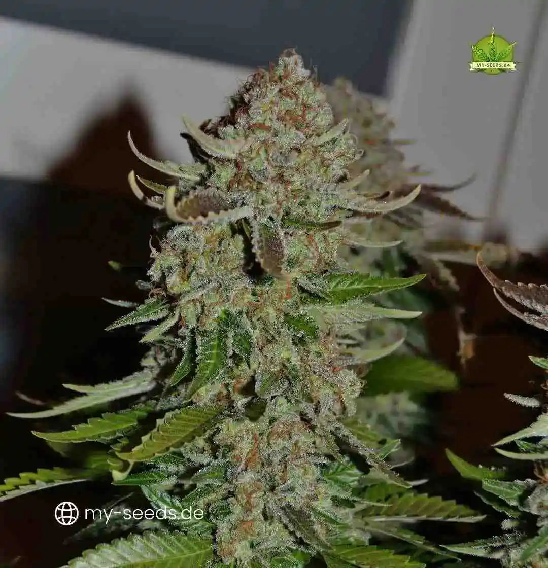 Sperrige Acid Bud-Struktur mit kompakten Blüten und dichten Trichomen unter Kunstlicht