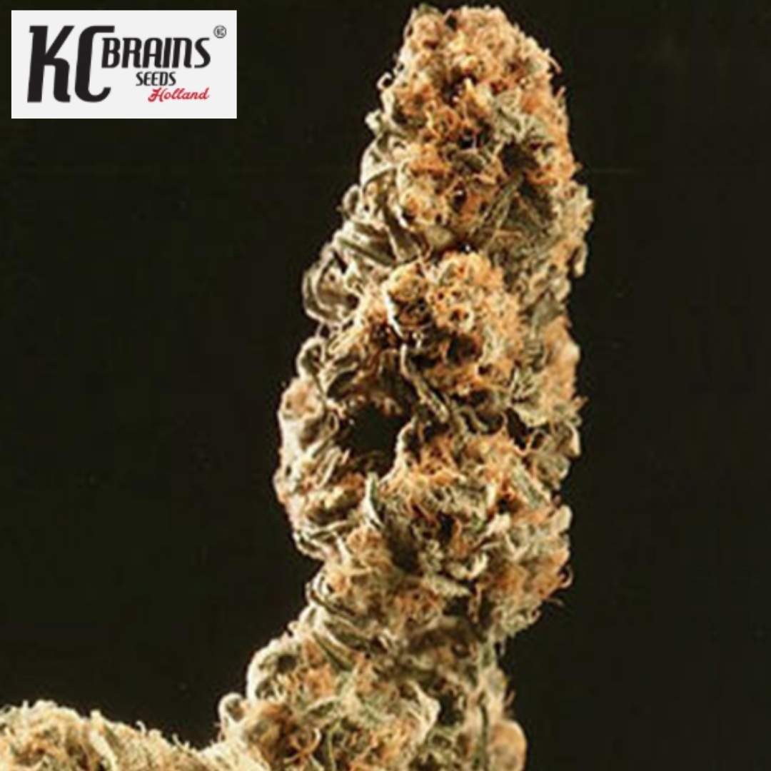 Afghani Special Cannabisblüte mit dichten, harzigen Knospen und charakteristischen orangen Trichomen