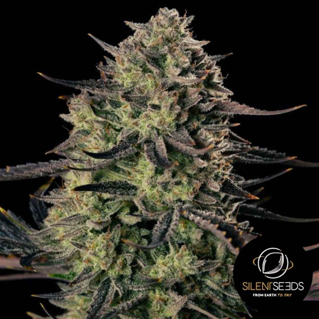 Dicht mit Harz überzogener Alien Gas XXL Auto Bud mit dunklen Zuckerblättern und leuchtend grünen Blüten.