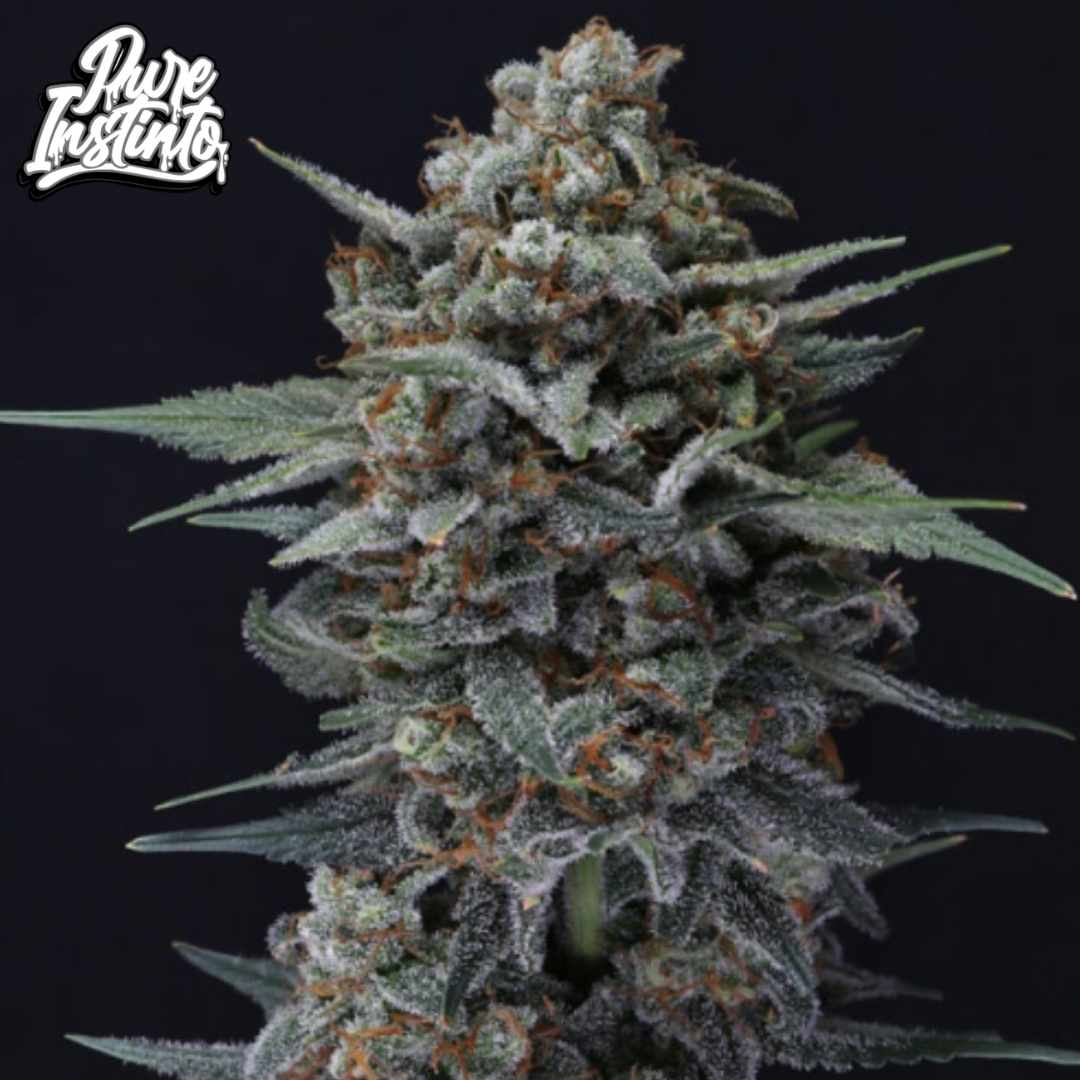 Alien Snack Auto kompakte Cannabisblüte mit dichter Harzschicht, orangefarbenen Härchen und starkem Trichombesatz