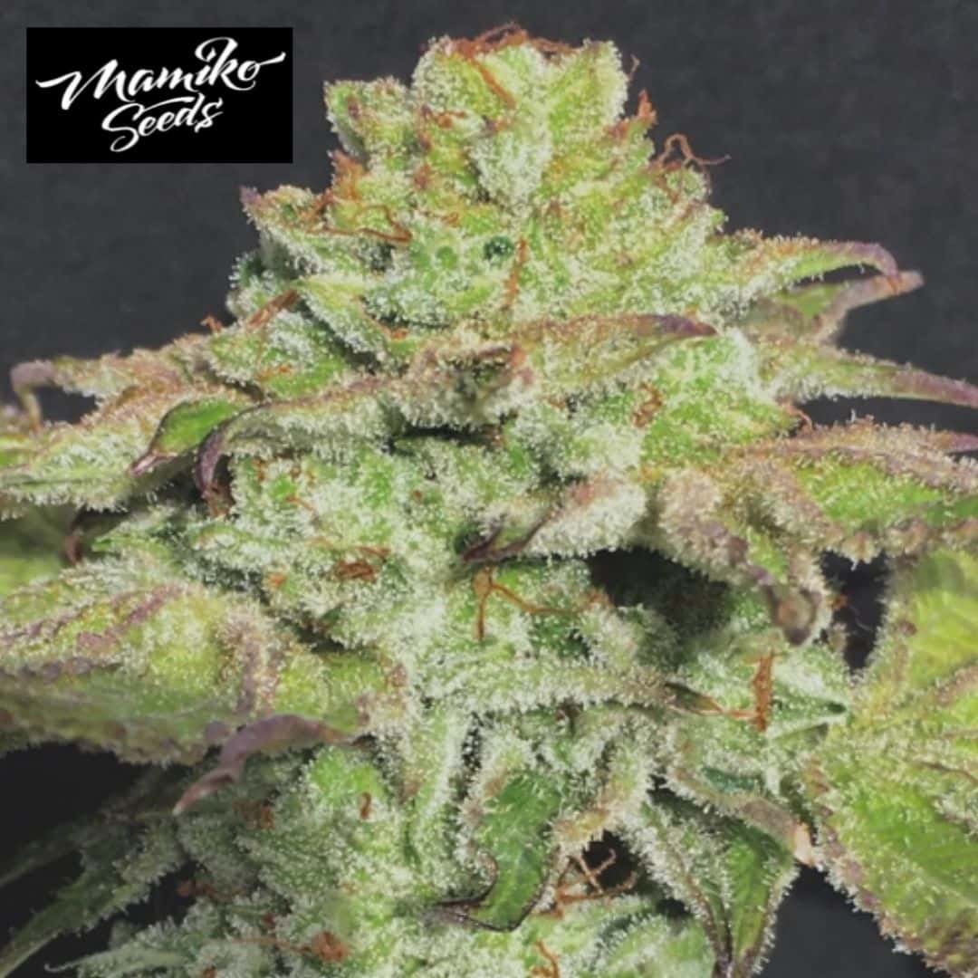 Alien Wedding Cookies Blüte mit dichten Trichomen, grünen Zuckerblättern und orangefarbenen Härchen