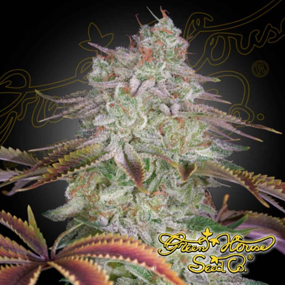 AlienZ Cannabispflanze mit dichten, stark bereiften Buds, sichtbaren Trichomen und leicht violett gefärbten Zuckerblättern