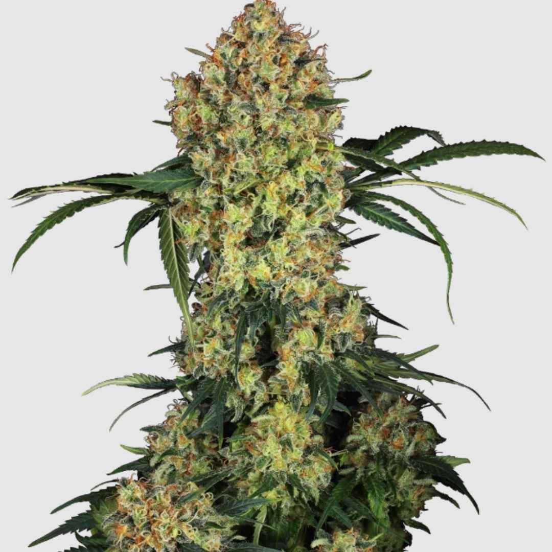 Aloha OG Cannabispflanze mit großen, dichten Buds und leuchtenden Trichomen.