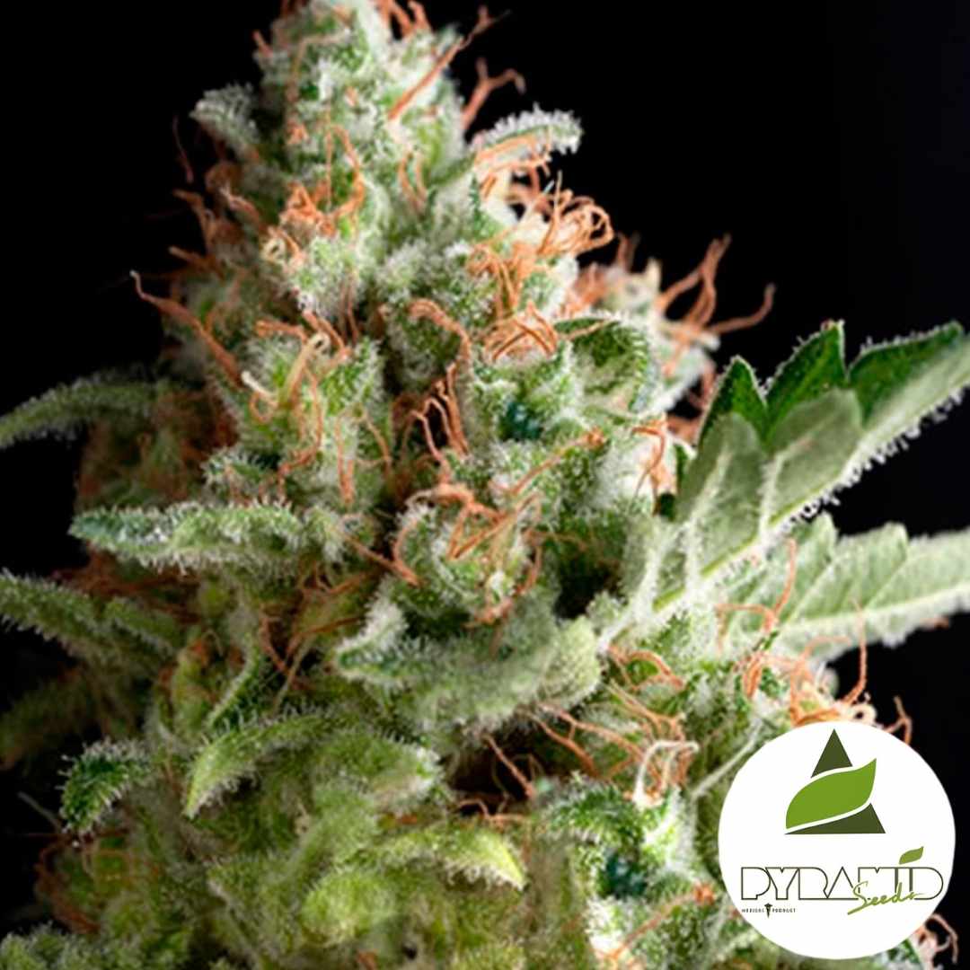 Dicht bewachsene American Pie Blüte mit orangen Härchen und glitzernden Trichomen in Nahaufnahme.