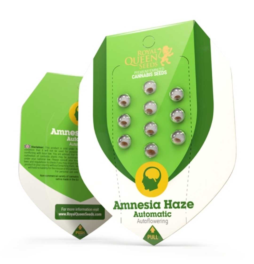 Amnesia Haze Auto Samenpackung von Royal Queen Seeds mit 10 Autoflowering Samen in grüner Verpackung