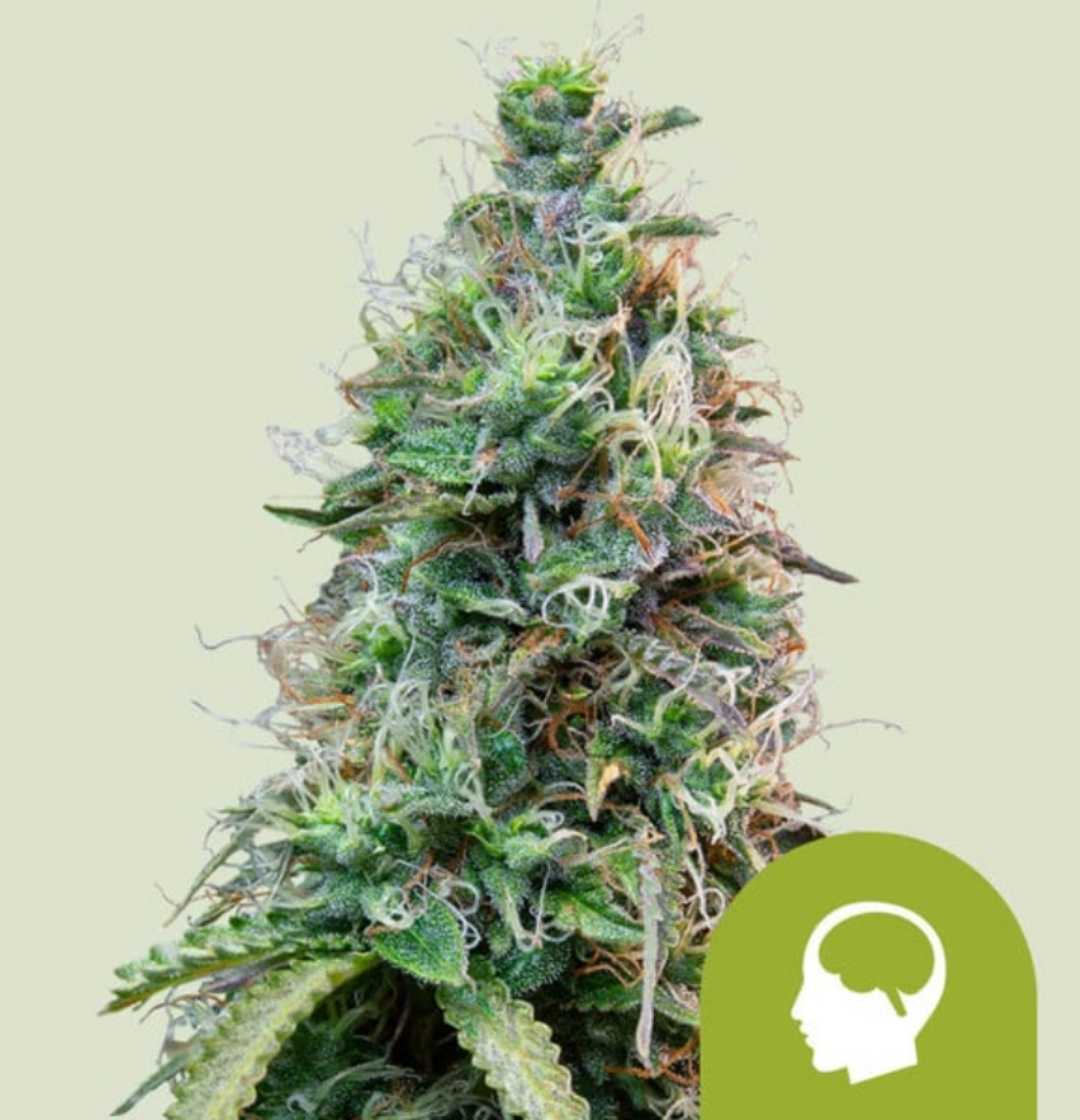 Amnesia Haze Auto Blüte mit harzigen Trichomen und orangenen Härchen kurz vor der Ernte