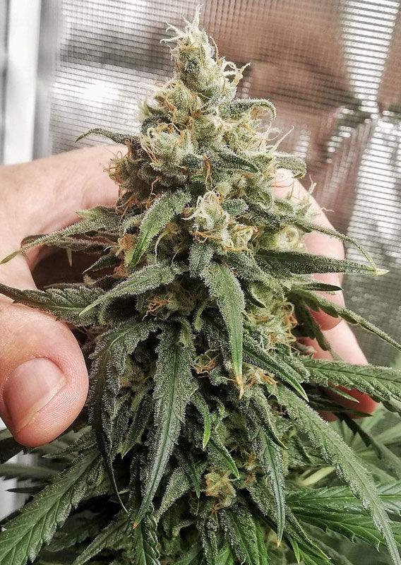 Amsterdam Amnesia mit kräftigen Buds und sichtbaren Trichomen, die eine Ernte nahelegen.