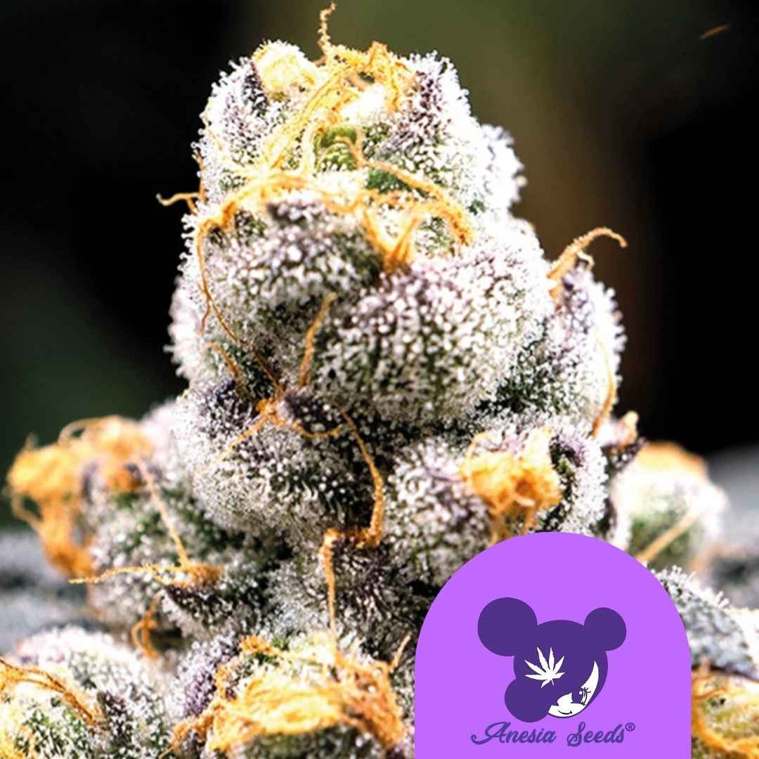 Anesia Scout Cookies (Anesia Seeds) feminisiert
