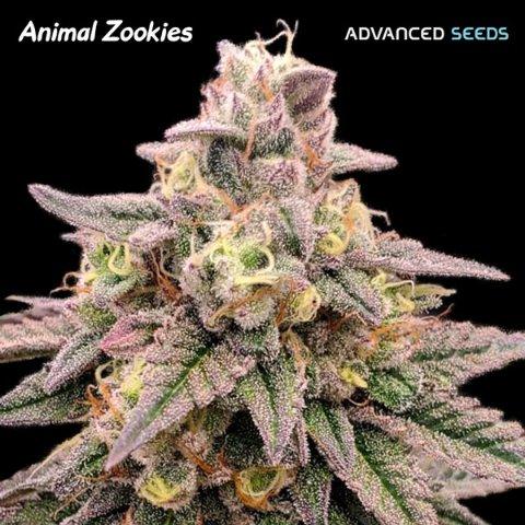 Animal Zookies Cannabissamen von Advanced Seeds, eine hochwertige Sorte mit kräftigen Knospen und intensivem Aroma.