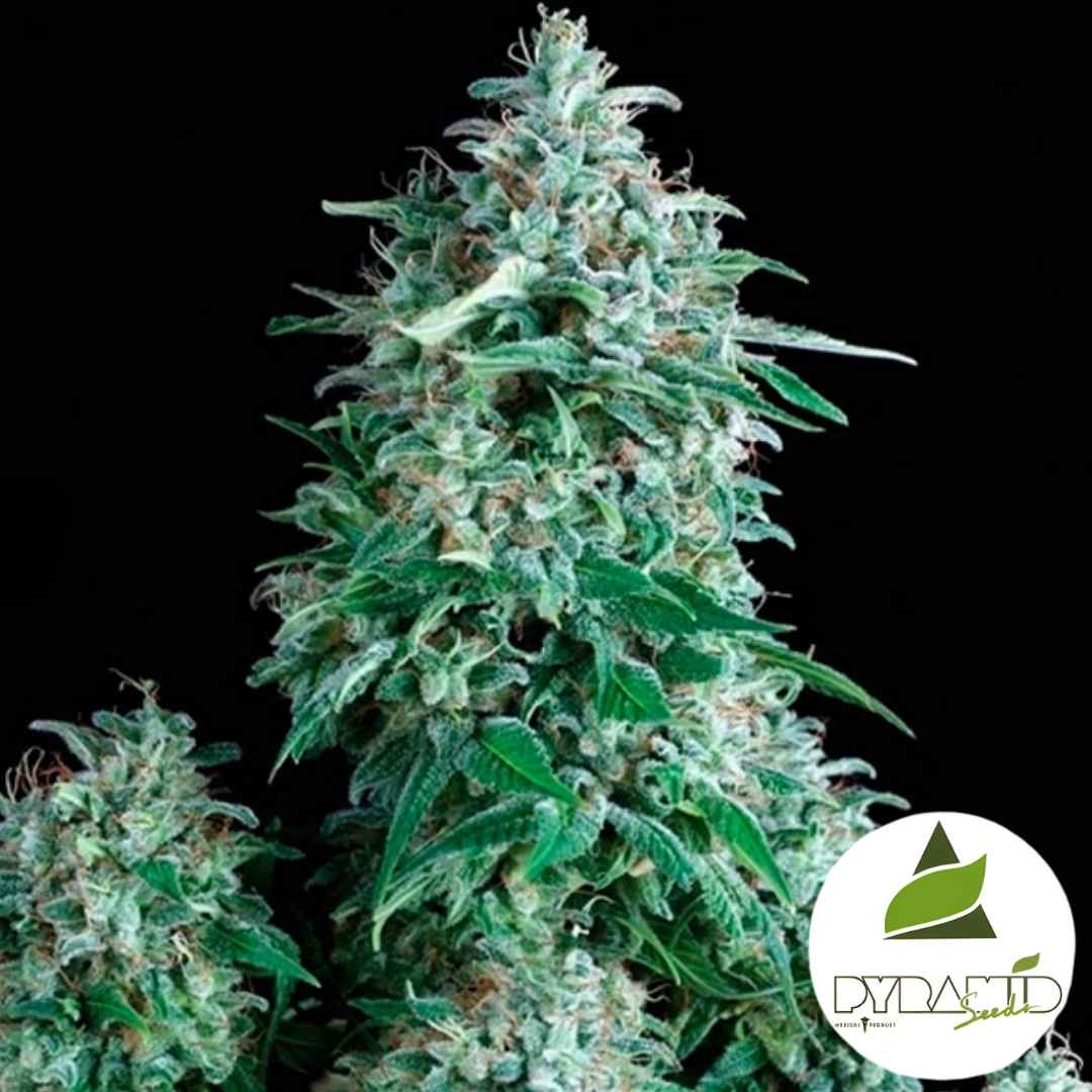 Dicht bewachsene Anubis Cannabispflanze mit harzreichen, kompakten Blüten und kräftig grünen Blättern.