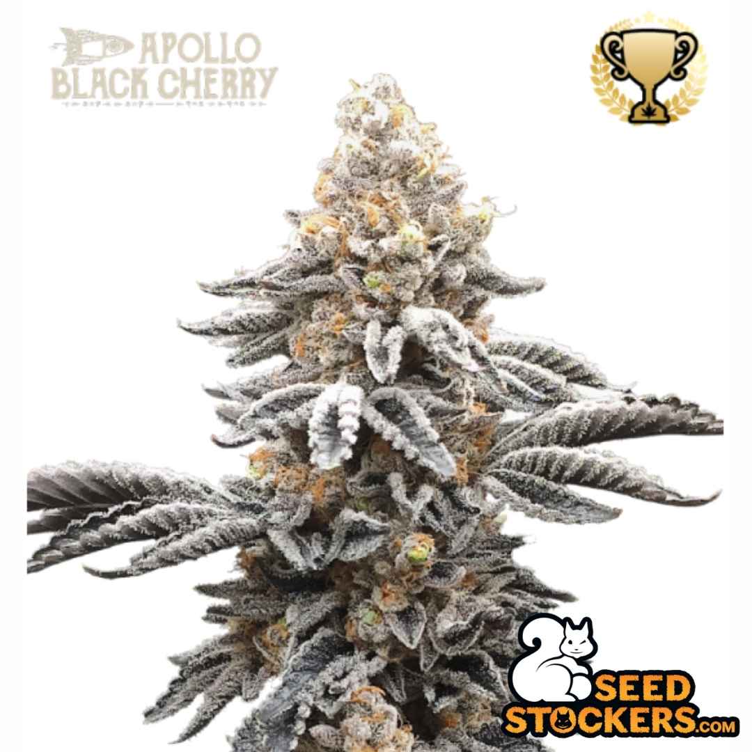 Frostige Apollo Black Cherry Blüte mit dichten Trichomen und orangefarbenen Härchen