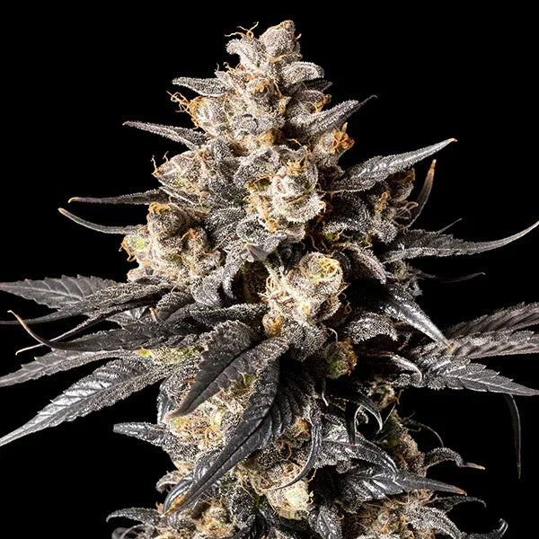 Apple Banana Bud mit dicker Harzschicht, orangefarbenen Stigmen und dunklen, gezackten Blättern in kräftiger Blütenstruktur.