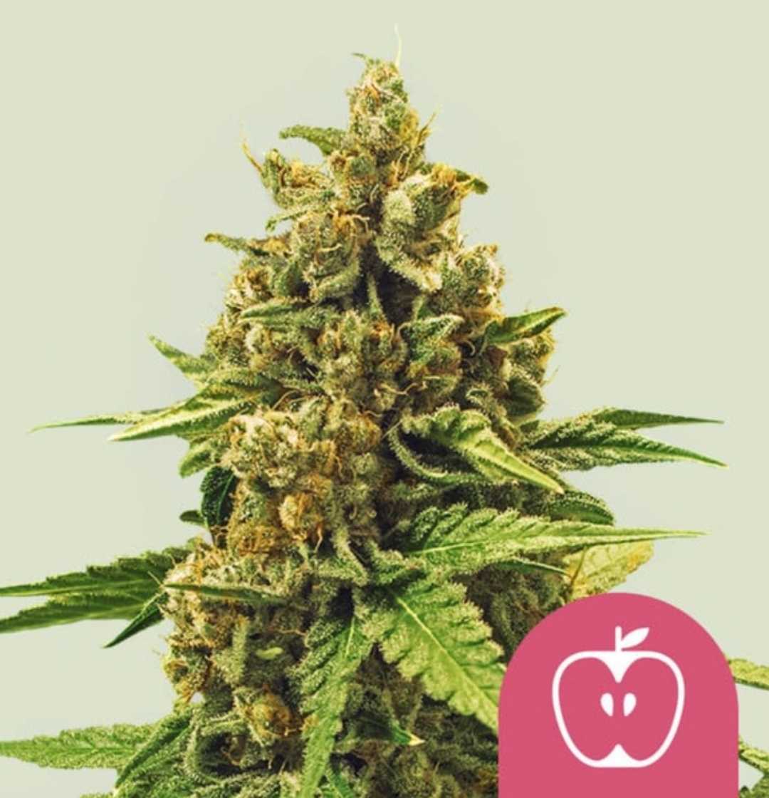 Apple Fritter Blüte mit dichten Harztrichomen und orangefarbenen Blütenhärchen