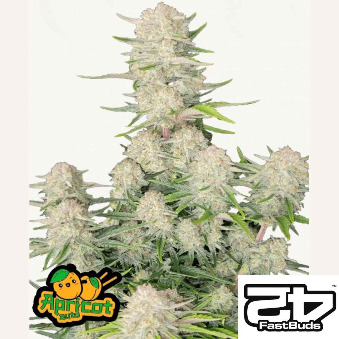 Apricot Auto Pflanze mit kompakten, harzbedeckten Buds und dichten Blüten von Fast Buds