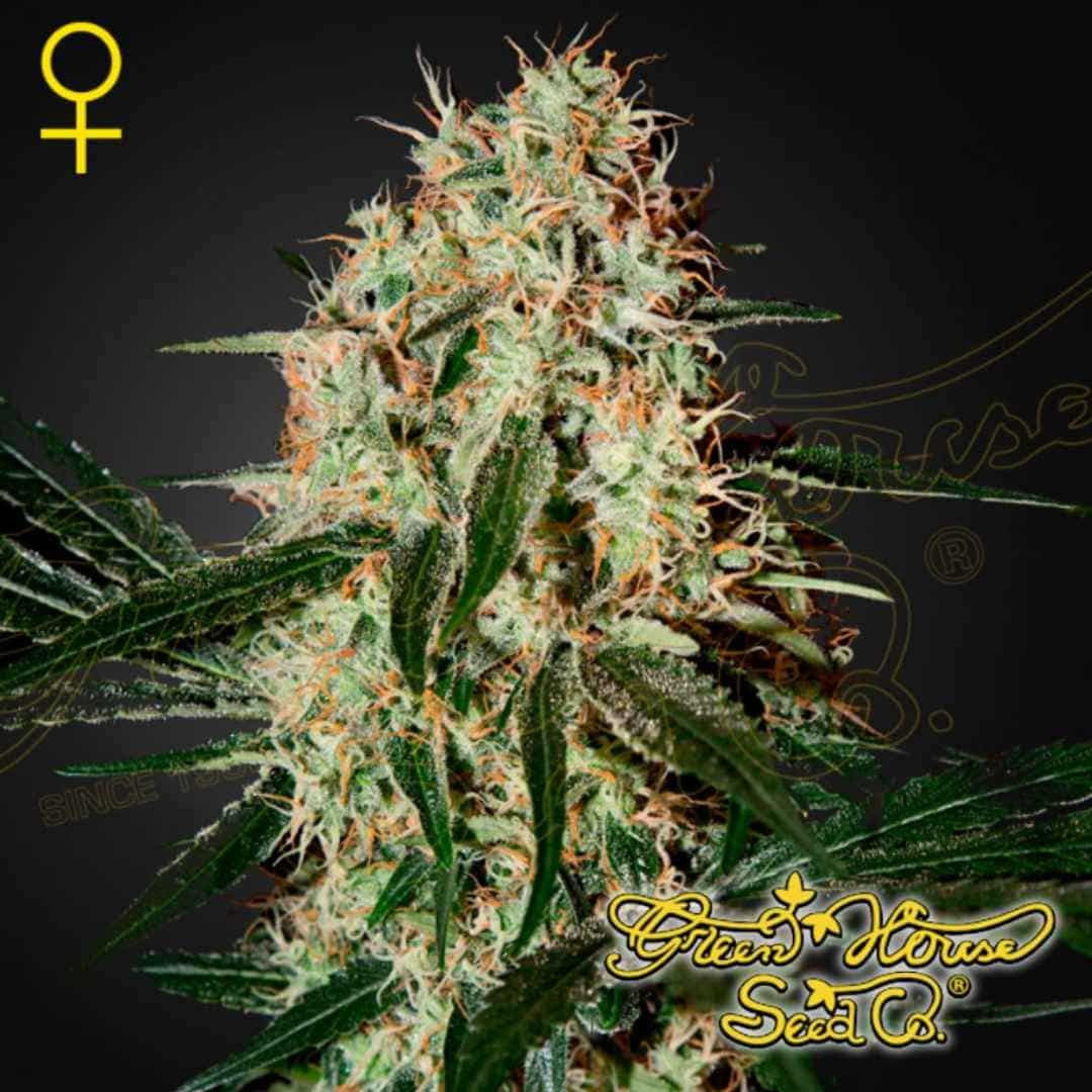 Arjan's Haze 3 mit dichter Hauptblüte, vielen Trichomen und orangefarbenen Blütenstempeln an der weiblichen Pflanze