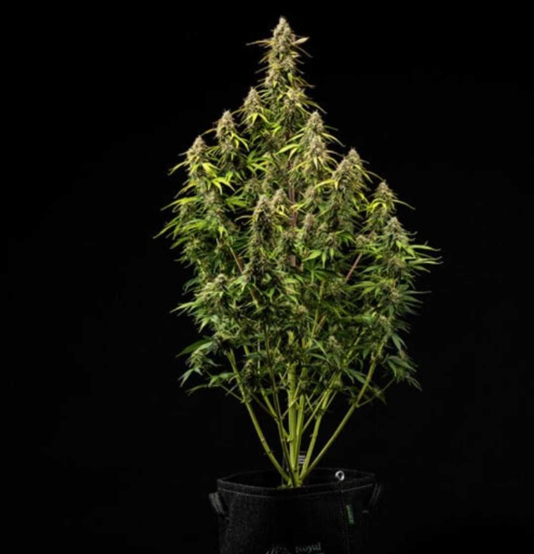 Atlas F1 Hanfpflanze in voller Blüte, kompakt im Stofftopf mit zahlreichen harzigen Buds