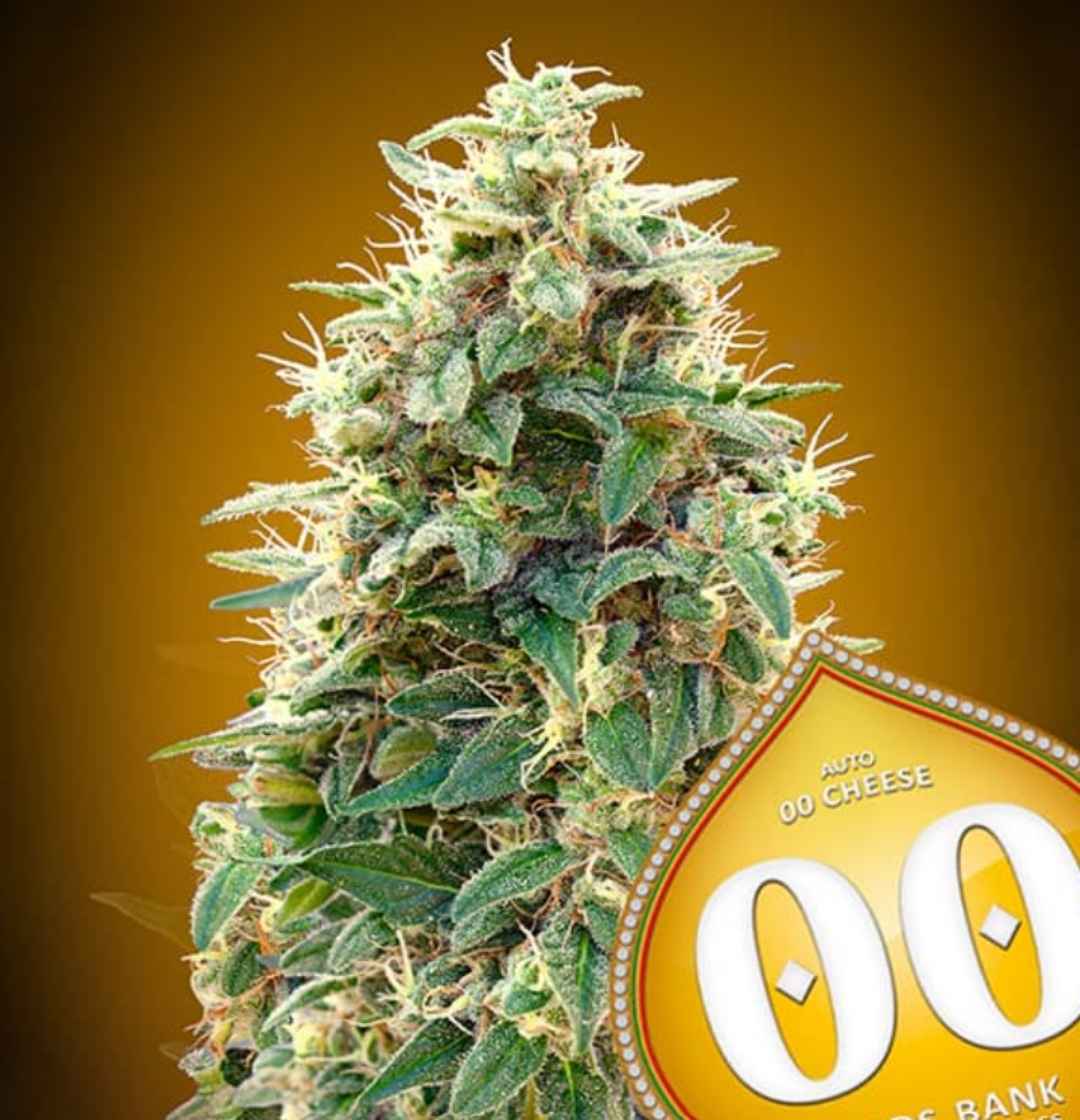 Auto 00 Cheese Cannabispflanze mit dichten, harzigen Blüten und grünen Blättern, die von orangefarbenen Härchen durchzogen sind.