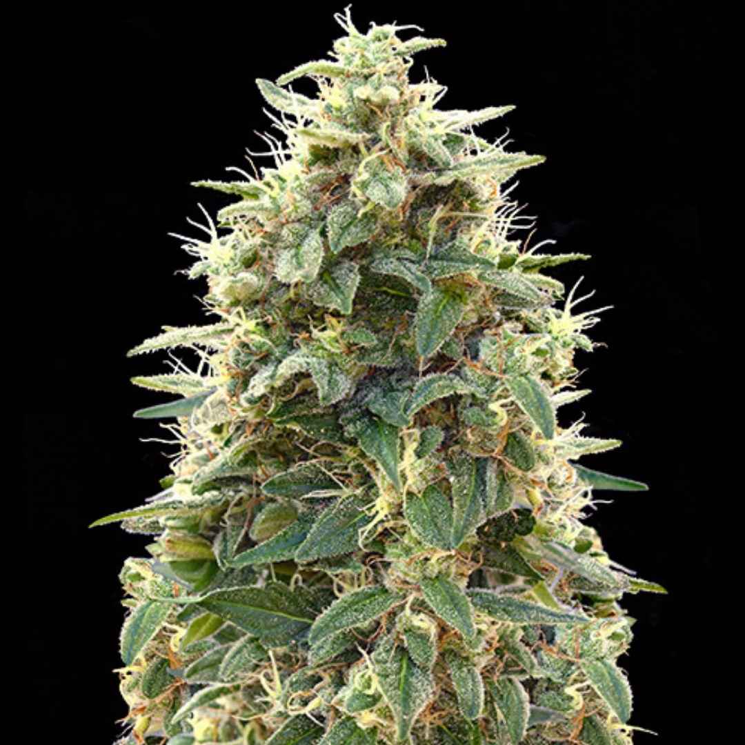 Nahaufnahme einer dichten Amnesia Haze Cannabispflanze mit harzreichen Blüten und kristallinen Trichomen vor schwarzem Hintergrund