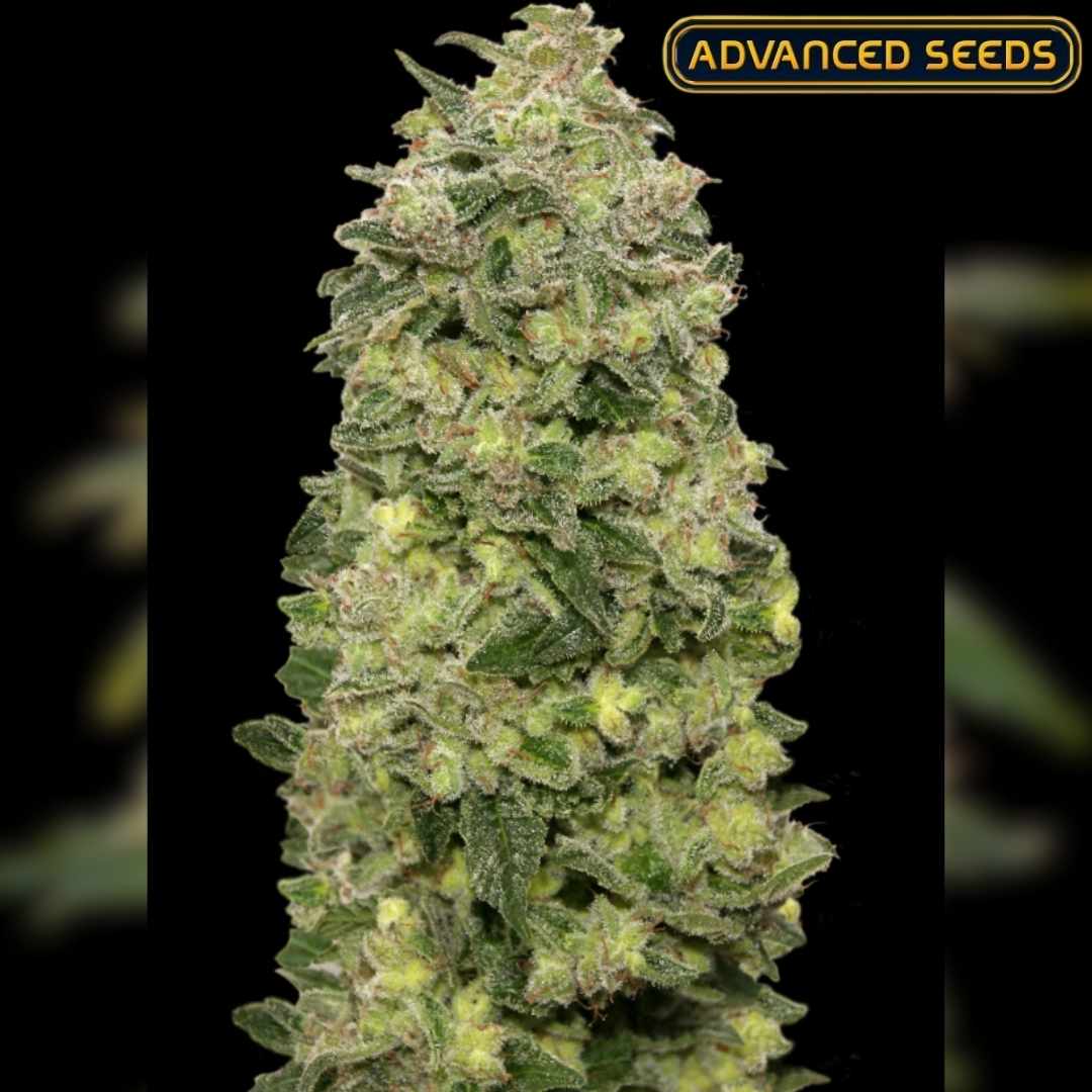 Dichte, harzige Blüte der Auto Afghan Skunk mit grünen und orangefarbenen Tönen und kräftiger Struktur.
