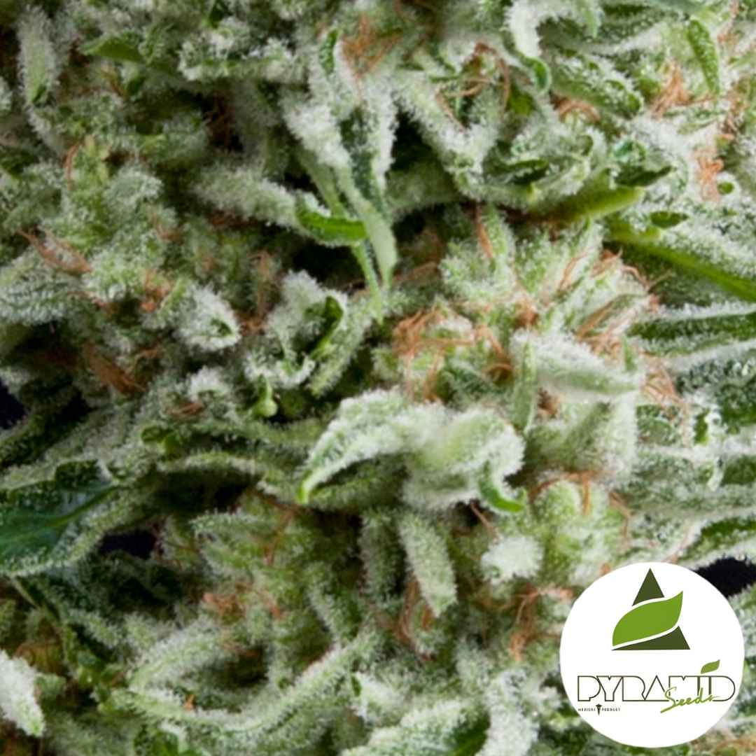 Frostige Auto Amnesia Gold Blüte mit dichten Trichomen und orangefarbenen Härchen