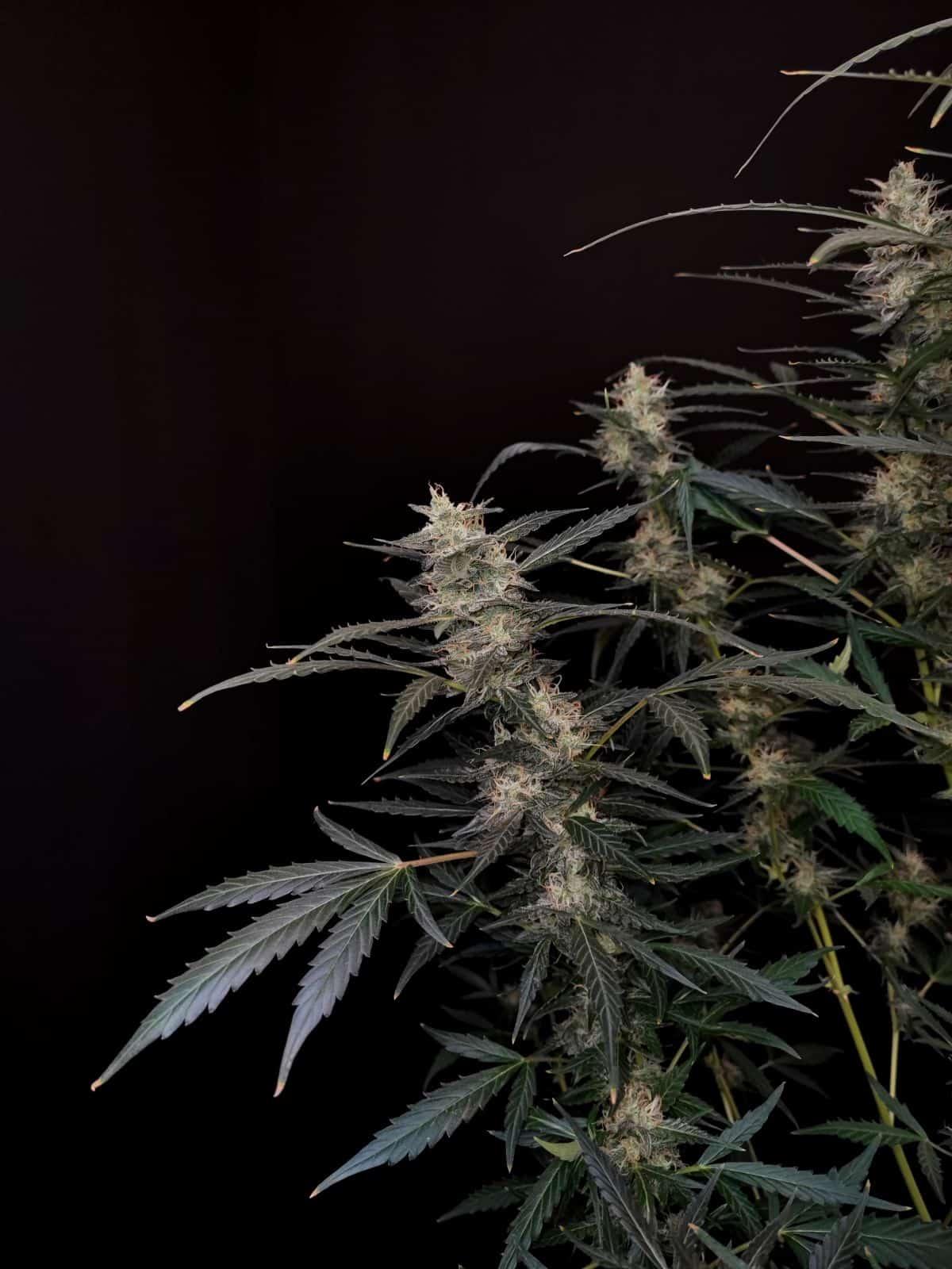 Langgezogene Auto Amnesia Haze mit schlanken Buds und silbrig-grünen Blättern vor schwarzem Hintergrund