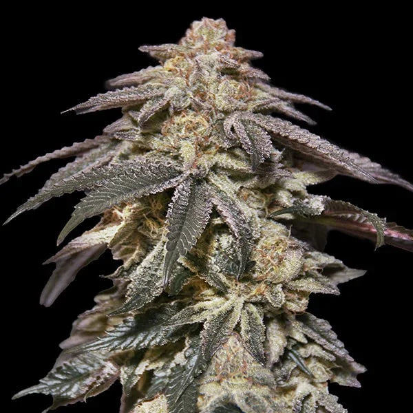 Frostige Auto Apple Banana Blüte mit dichten Trichomen, orangefarbenen Härchen und gezackten dunkelgrünen Blättern.