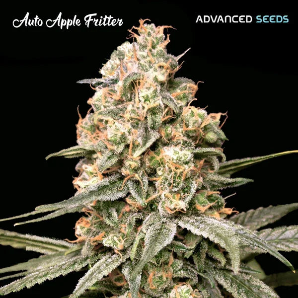 Dicht bewachsener Auto Apple Fritter Bud mit orangen Härchen und dicker Schicht glitzernder Harztrichome vor schwarzem Hintergrund.