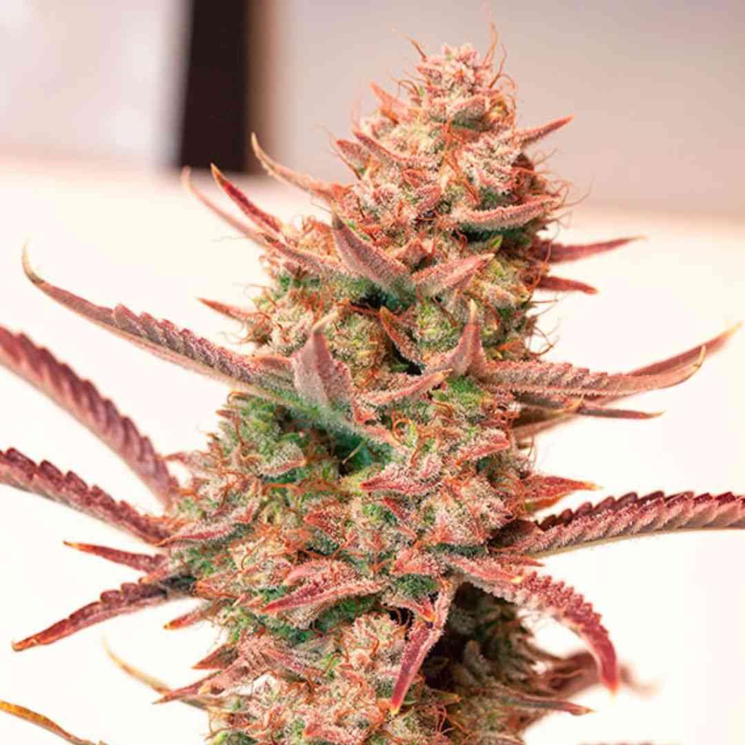 Schlanke Auto Banana Blaze Pflanze mit rot-grünen Blättern und harzigen, länglichen Buds.