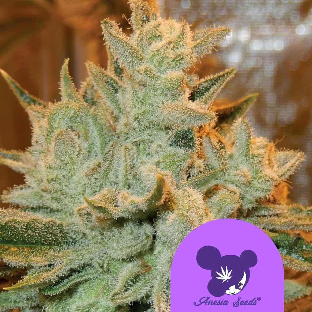 Auto Betty Blüte mit dichten Harztrichomen und kristallüberzogenen Buds