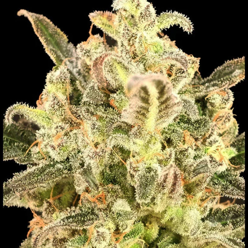 Kompakte, frostige Auto Biodiesel Mass XXL-Blüte mit kristallinen Trichomen und orangefarbenen Haaren auf dunklen Zuckerblättern.