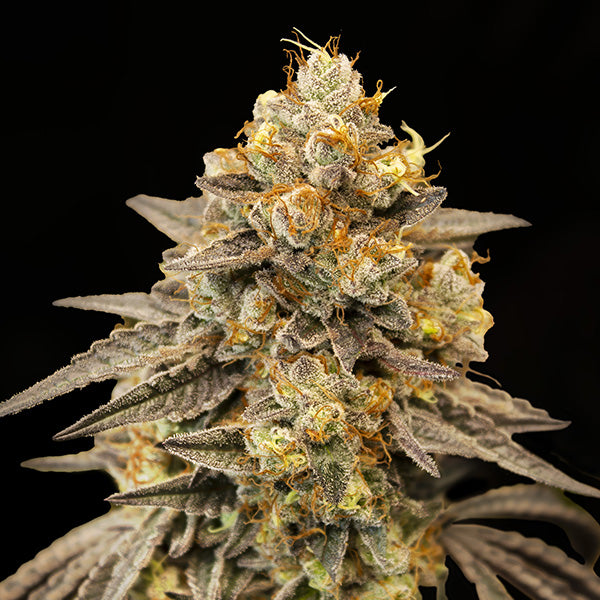Dicht bewachsener Bud der Sorte Auto Biscotti Zkittlez mit violetten Zuckerblättern und orangefarbenen Blütenhaaren.
