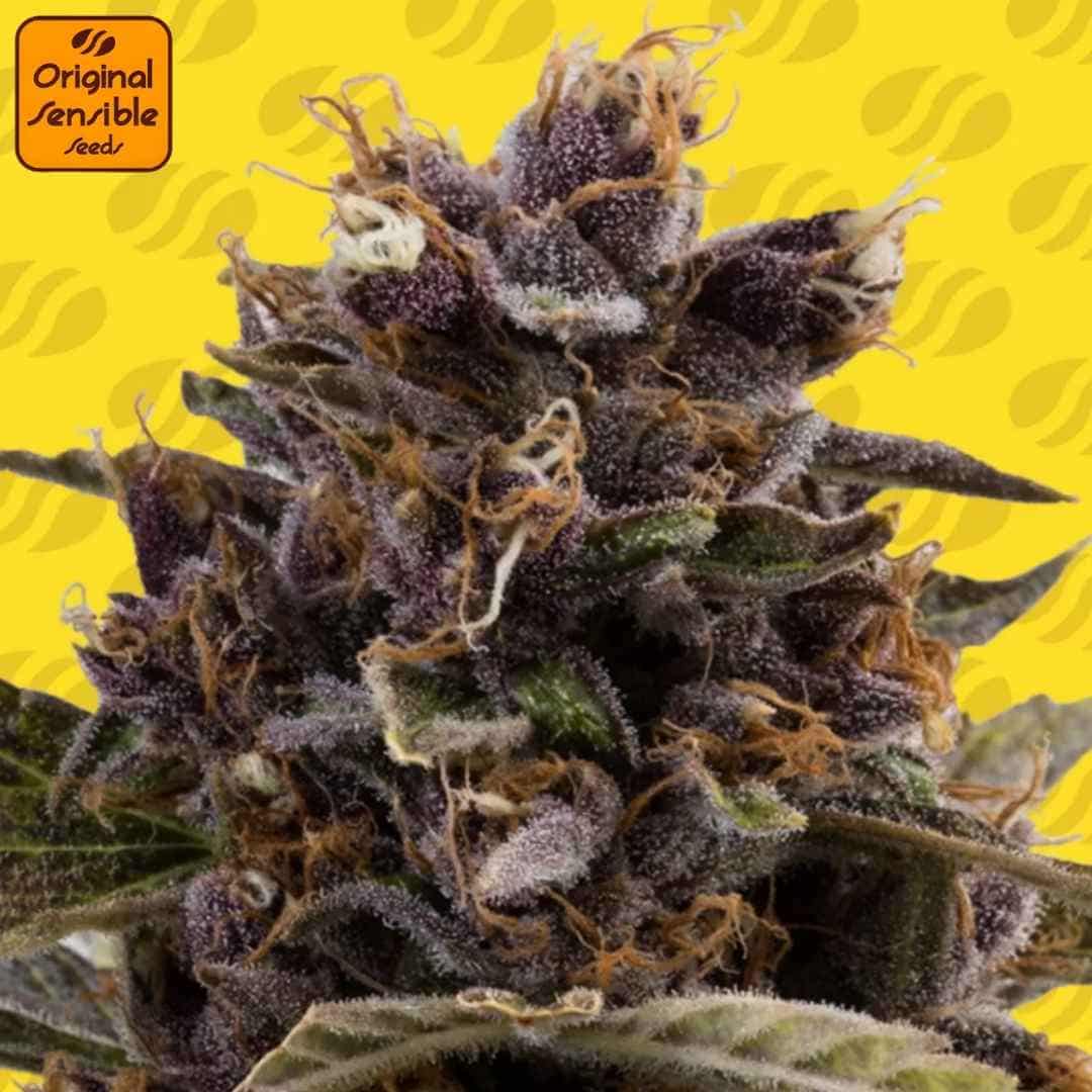 Black Dog Auto Cannabisblüte mit violetten Buds, dichter Trichombedeckung und orangefarbenen Blütenfäden