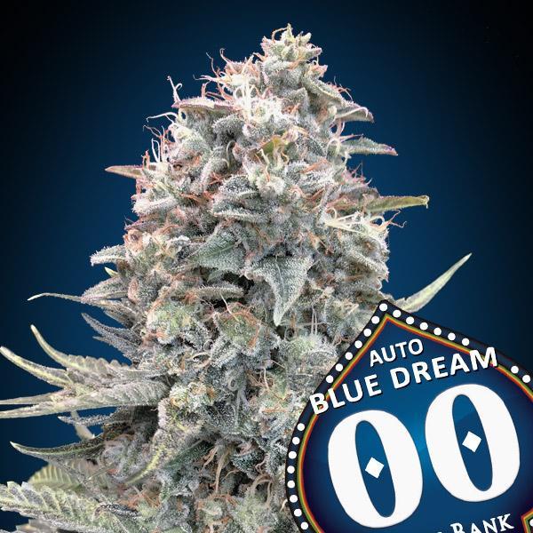 Makroaufnahme der Blue Dream Auto Cannabissorte, ideal für den Vergleich mit Amnesia Haze hinsichtlich Blütendichte und Harzproduktion
