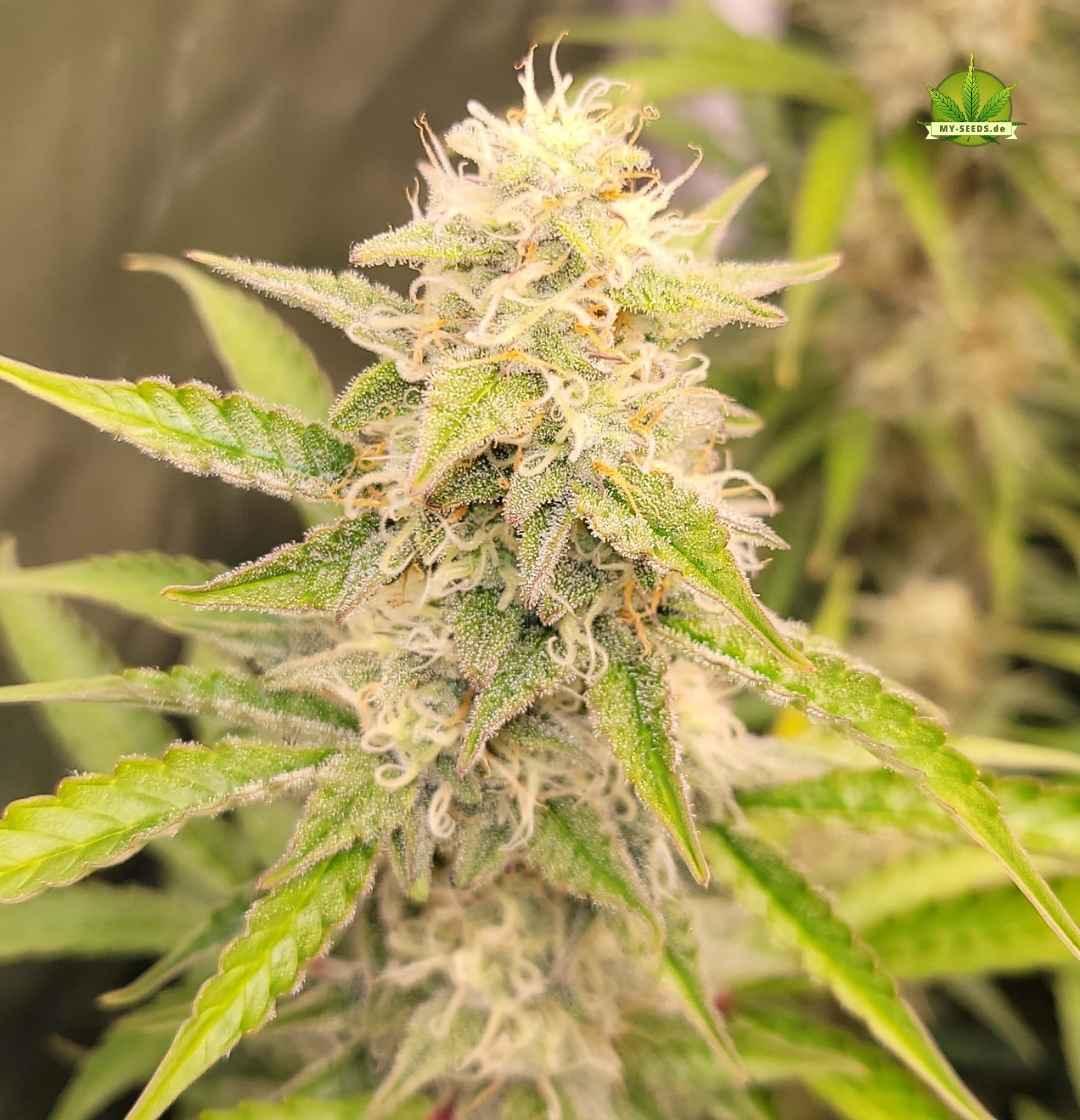 Auto Blueberry Banana Pflanze mit langem, harzigen Bud und hellen Zuckerblättern im Indoor-Grow