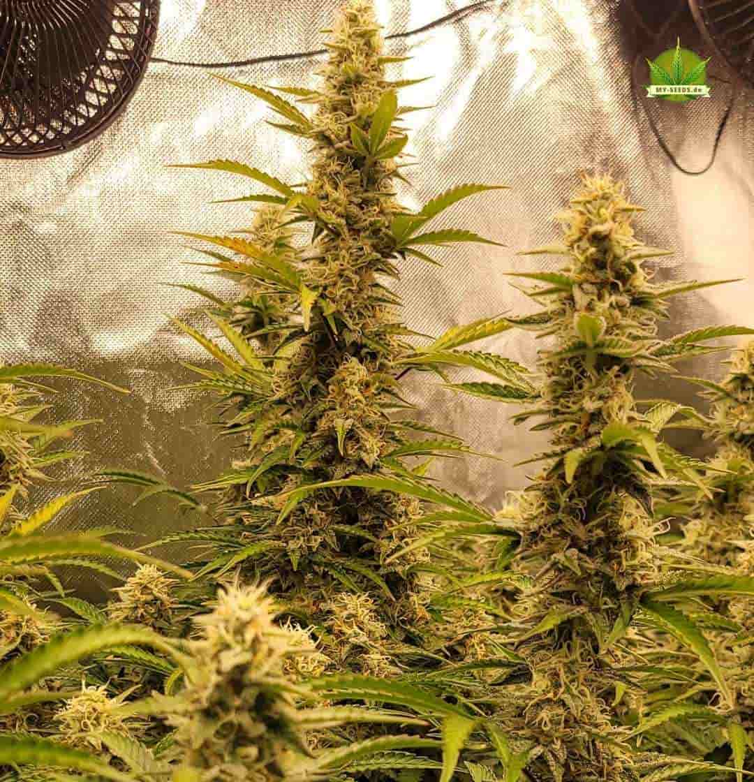 Haupttrieb von Auto Blueberry Banana mit strukturreichem, harzigem Bud und gesunden Fächerblättern