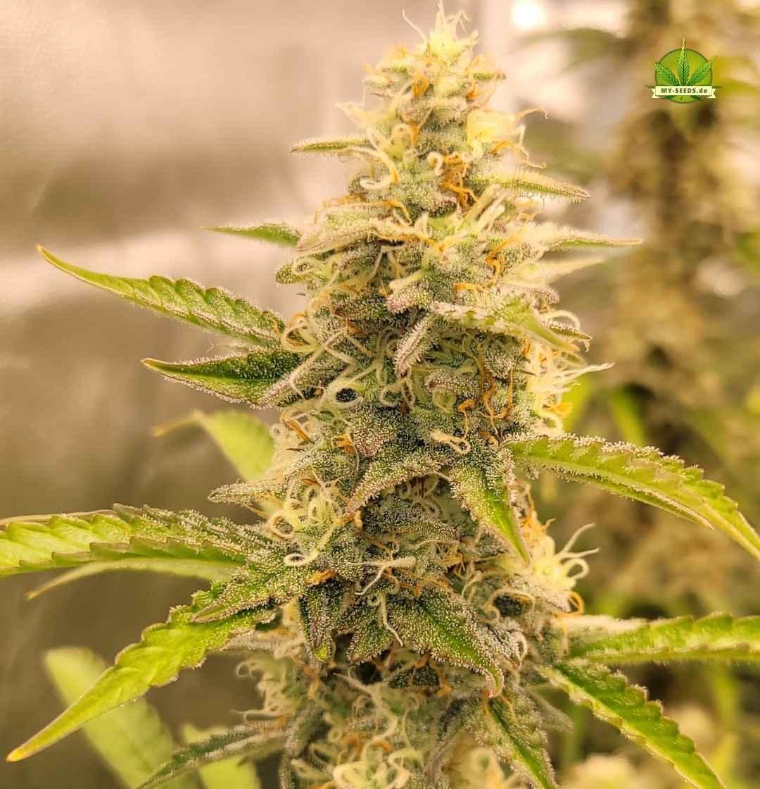 Dicht bewachsene Auto Blueberry Banana mit silbrigem Trichom-Glanz im mittleren Blütestadium