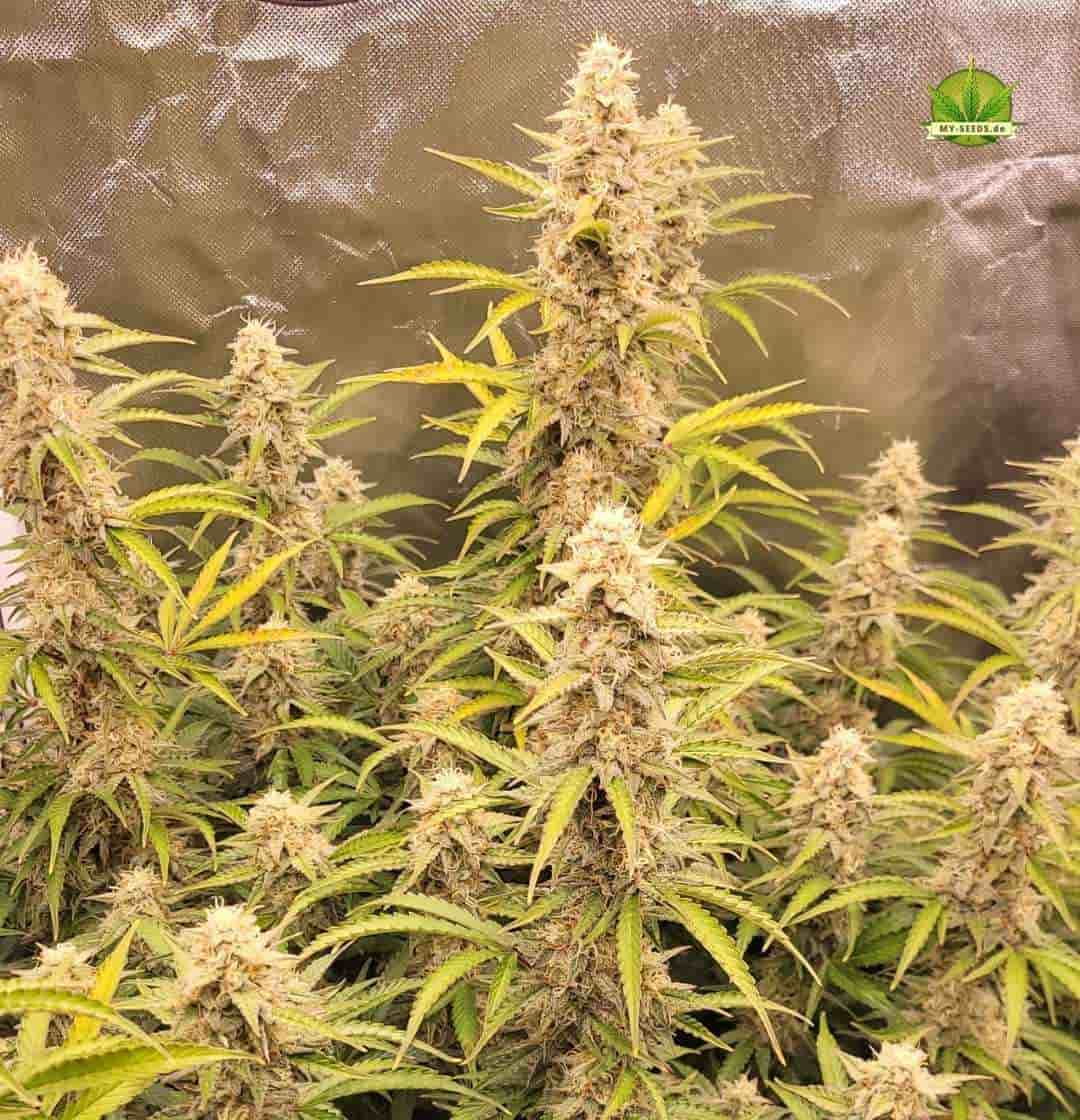 Blühende Auto Blueberry Banana mit hohem, kräftigem Wuchs und gut entwickelten Seitentrieben