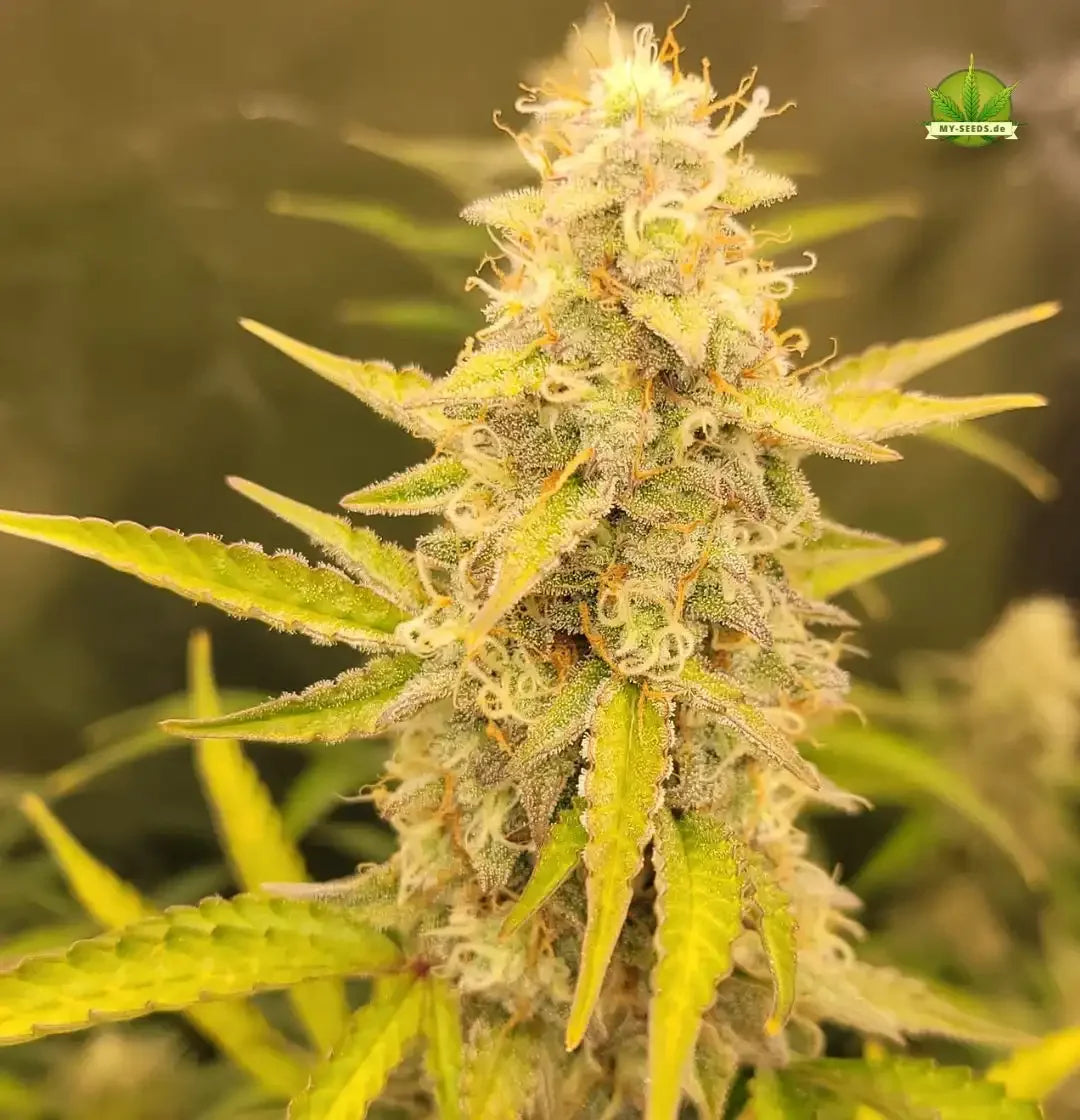 Reife Auto Blueberry Banana Pflanze mit dichten, frostigen Buds und gelblich-grünen Blättern