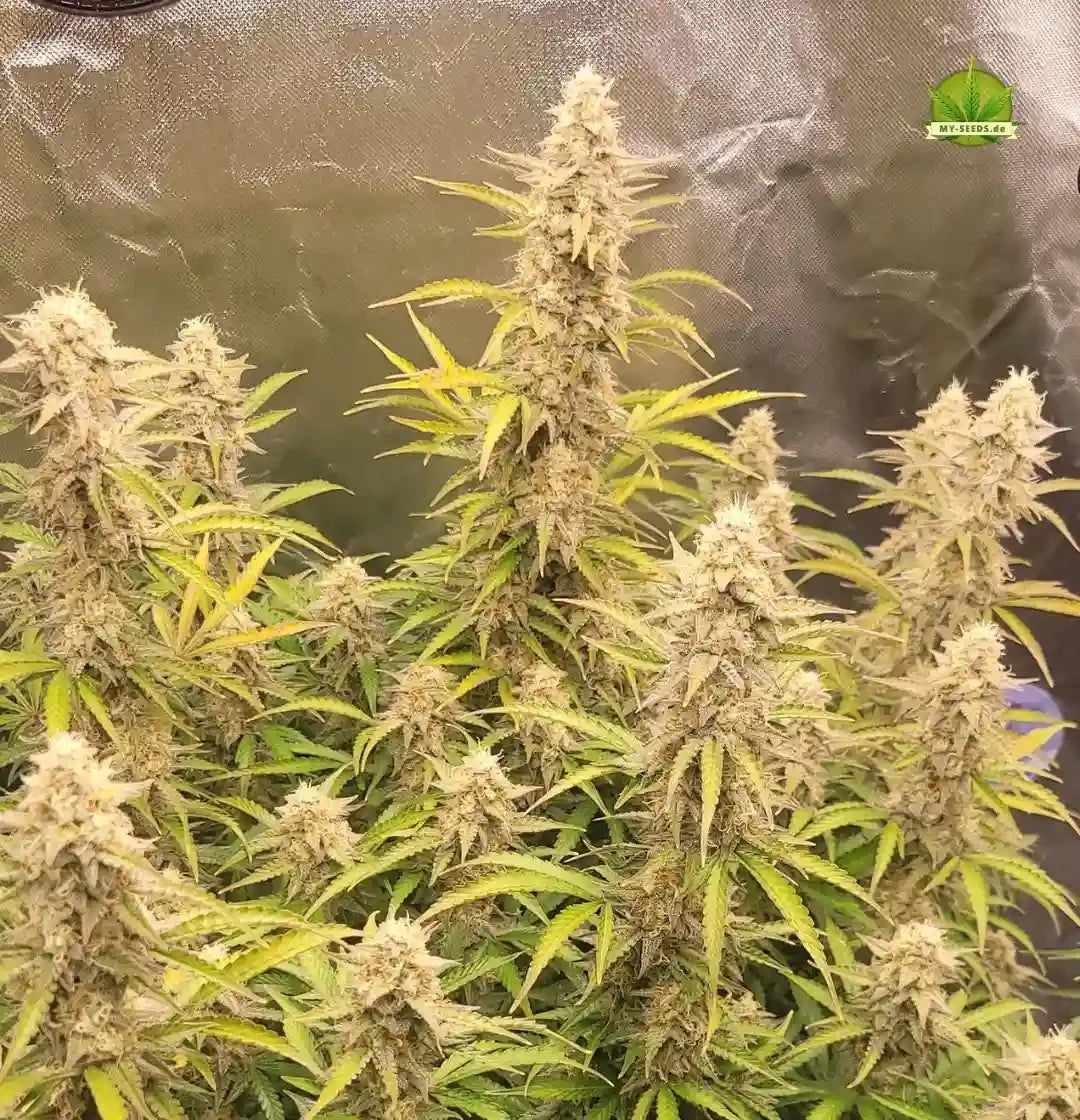 Gruppe reifer Auto Blueberry Banana Pflanzen mit hellgrünen Blättern und dichten Bud-Strukturen