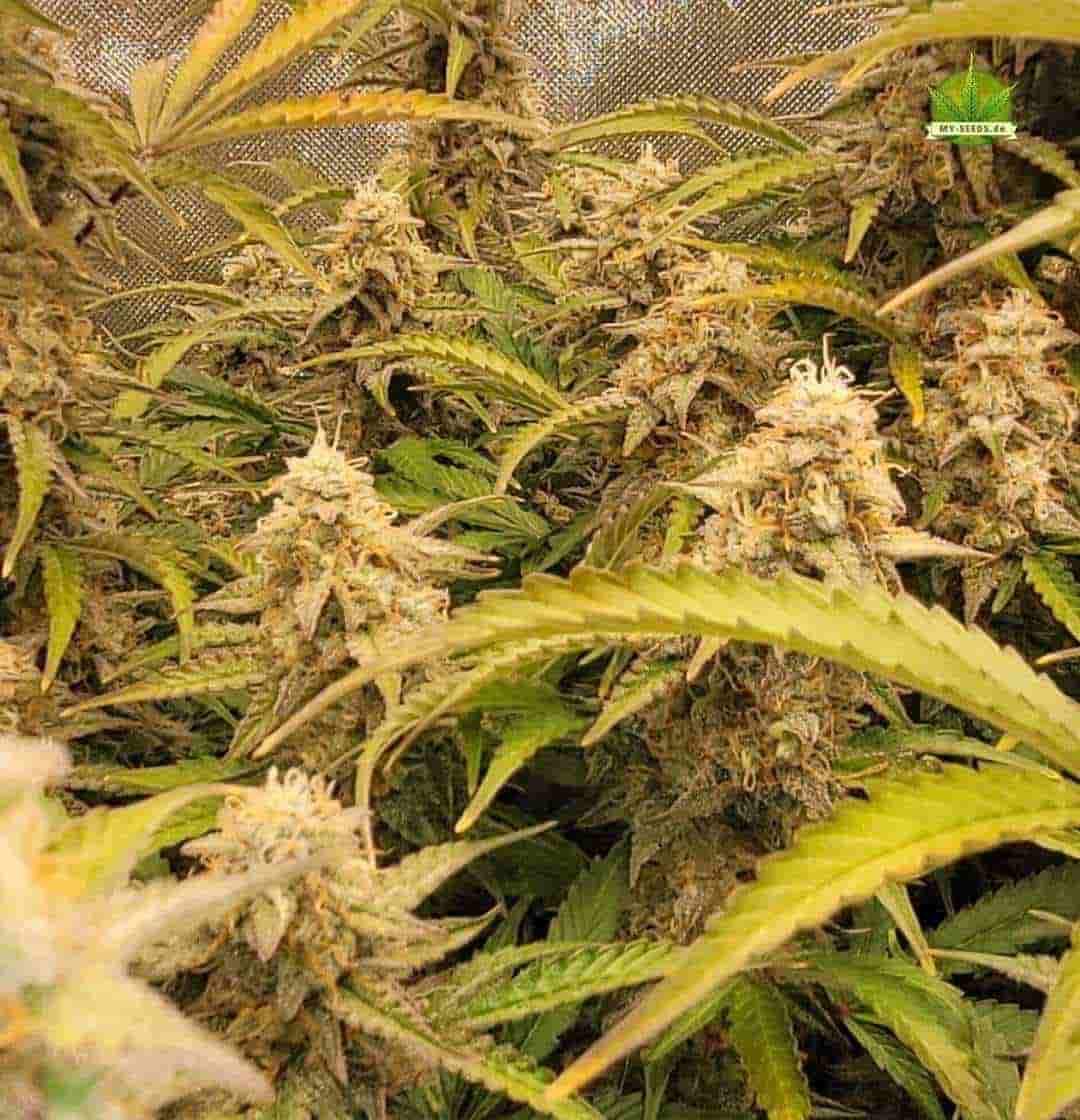 Mehrere Auto Blueberry Banana Pflanzen mit kräftigem Haupttrieb und seitlichen Buds in der Growbox