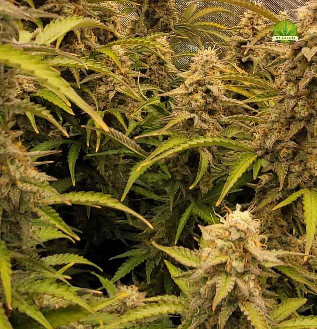 Auto Blueberry Banana mit kompakten Buds und buschigem Wuchs im späten Blütestadium