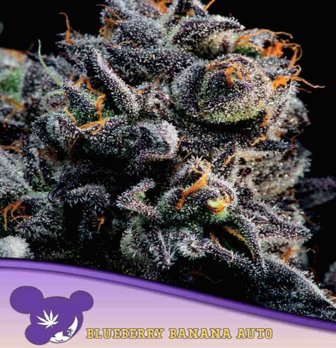 Harzüberzogener Bud von Auto Blueberry Banana mit lila Nuancen und orangen Blütenstempeln in Nahaufnahme